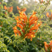 Eccremocarpus scaber Burst of Orange Flower Seeds for Planting