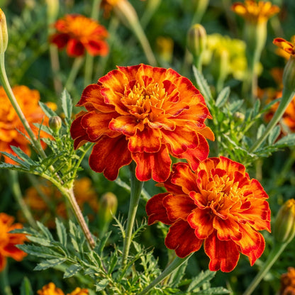 Orange with Red Edges Marigold Seeds – Vibrant Garden Flowers