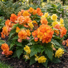 Orange Yellow Begonia Flower Seeds - Bicolor Begonia Flower Seeds for Garden
