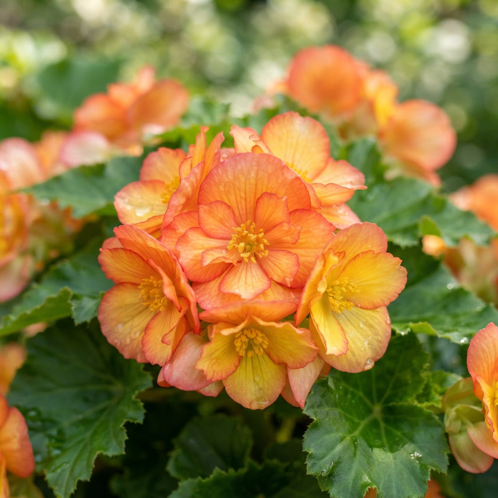 Orange Yellow Begonia Flower Seeds - Bicolor Begonia Flower Seeds for Garden