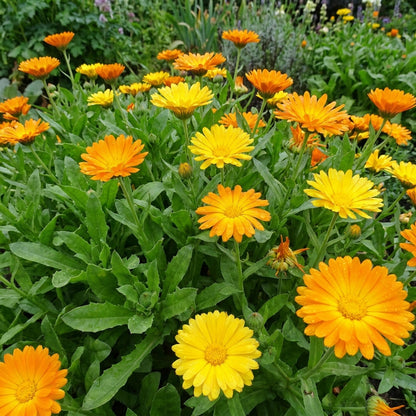 Orange Yellow Calendula Flower Seeds For Planting