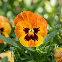 Orange Yellow Pansy Flower Seeds For Planting