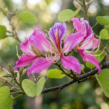 Bauhinia variegata Orchid Tree Seeds for Planting