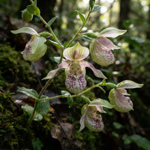 Bag Bell Orchid Flower Seeds for Planting