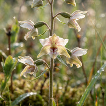 Epipactis palustris Flower Seeds for Planting