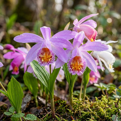 Pleione Orchid Flower Seeds for Planting