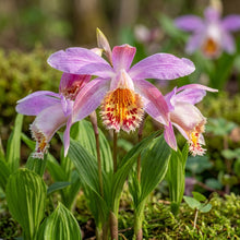 Pleione Orchid Flower Seeds for Planting