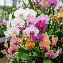 Mixed Phalaenopsis Orchid Flower Seeds for Planting
