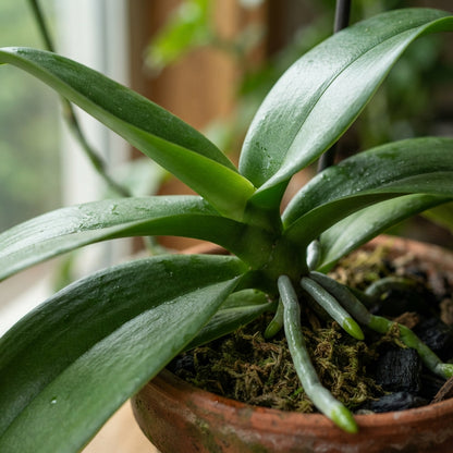 Phalaenopsis Orchid Flower Seeds for Planting