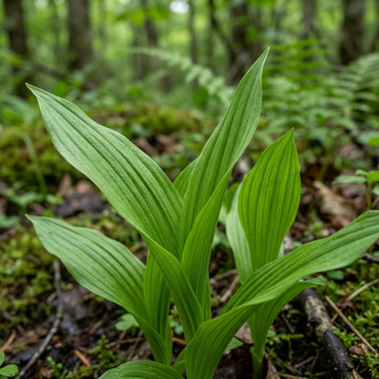White Cypripedium Slipper Orchid Seeds for Planting