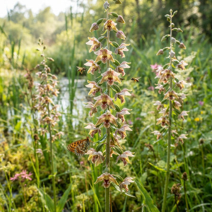 Epipactis palustris Flower Seeds for Planting