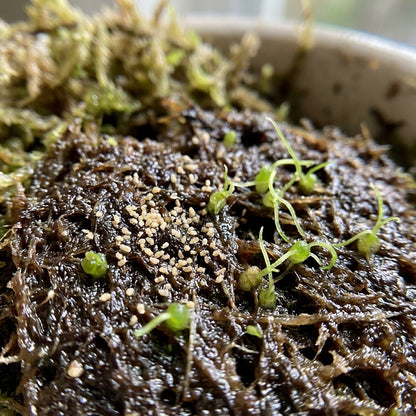 Ball Orchid Star Shaped Flower Seeds for Planting