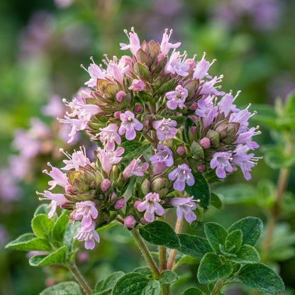 Oregano Greensleeves Seeds for Garden Planting