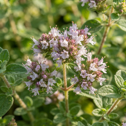 Oregano Flower Seeds for Planting