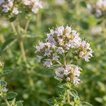 Oregano Flower Seeds for Planting