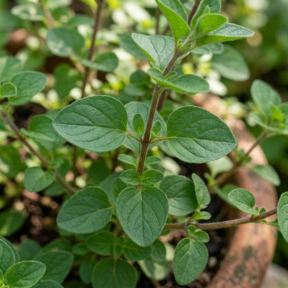 Oregano Greensleeves Seeds for Garden Planting