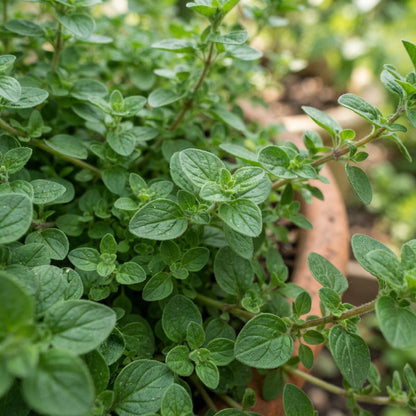 Oregano Flower Seeds for Planting