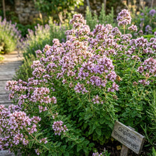 Oregano Greensleeves Seeds for Garden Planting