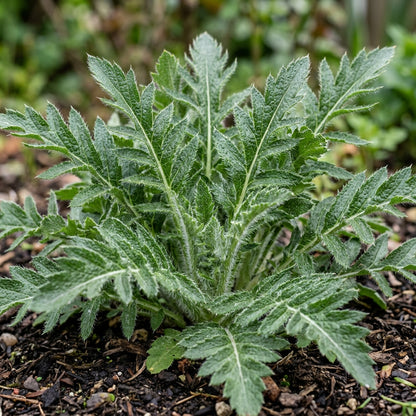 Papaver Orientale Seeds – Perennial Oriental Poppy
