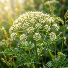Ligusticum Porteri Osha Root Seeds - Perennial Herb Seeds for Garden