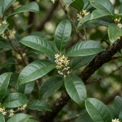 Osmanthus fragrans Seeds for Planting