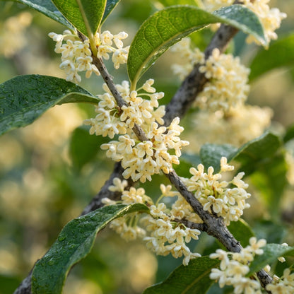 Osmanthus fragrans Seeds for Planting