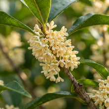 Osmanthus fragrans Seeds for Planting