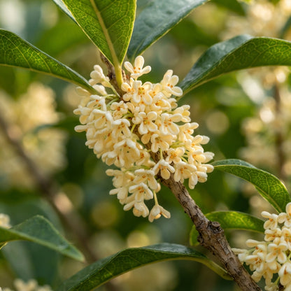 Osmanthus fragrans Seeds for Planting