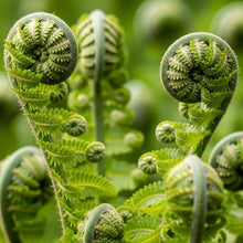 Ostrich Fern Roots for Shade Garden Planting