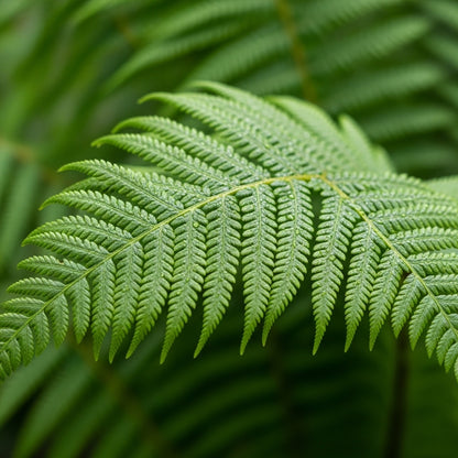 Ostrich Fern Roots for Shade Garden Planting