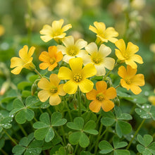 Procumbent Yellow Sorrel Grass Seeds - Sorrel Flower Seeds for Garden