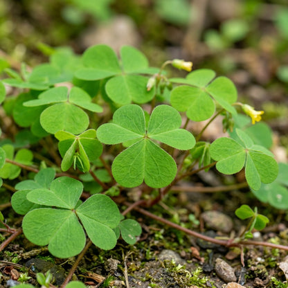 Procumbent Yellow Sorrel Grass Seeds - Sorrel Flower Seeds for Garden