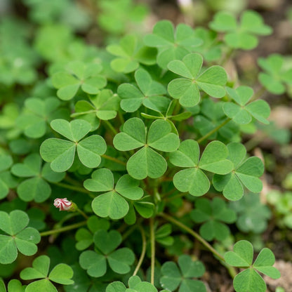 Candy Cane Sorrel Flower Seeds - Oxalis Flower Seeds for Garden