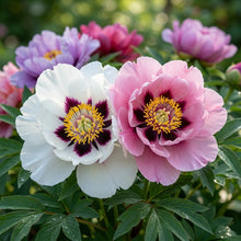 Paeonia Rockii Mixed Colours Seeds for Garden Planting