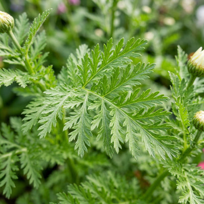 Tanacetum Coccineum Painted Daisy Seeds