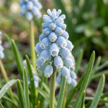 Pseudomuscari Pallens Flower Seeds