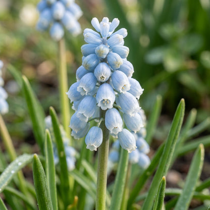 Pseudomuscari Pallens Flower Seeds