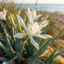 Pancratium maritimum Seeds for Planting