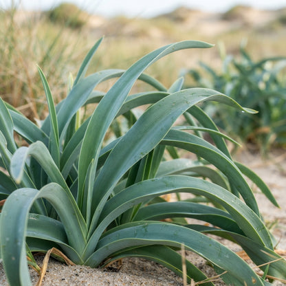 Pancratium maritimum Seeds for Planting