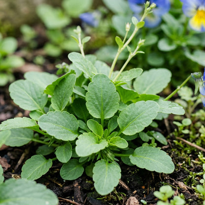 Mixed Pansy Flower Seeds for Planting