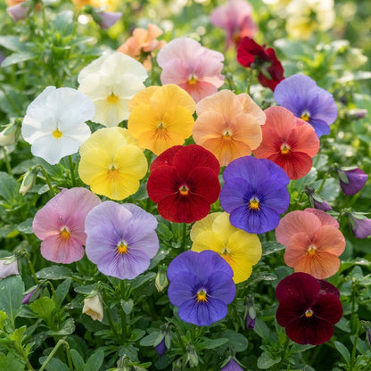 Pansy Clear Crystals Mixed Flower Seeds