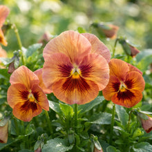 Pansy Padparadja F2 Flower Seeds for Planting