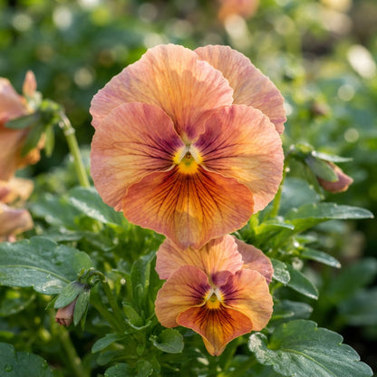 Pansy Padparadja F2 Flower Seeds for Planting
