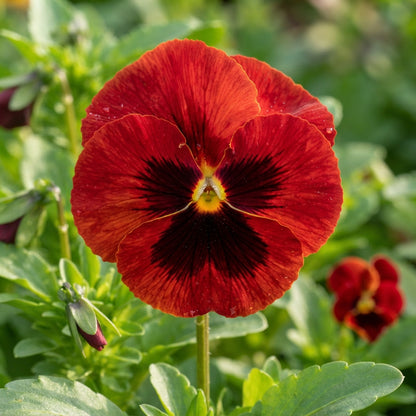 Pansy Scarlet Red Blotch F1 Flower Seeds for Planting