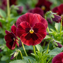 Viola Pansy Arkwright Ruby Seeds for Garden Planting