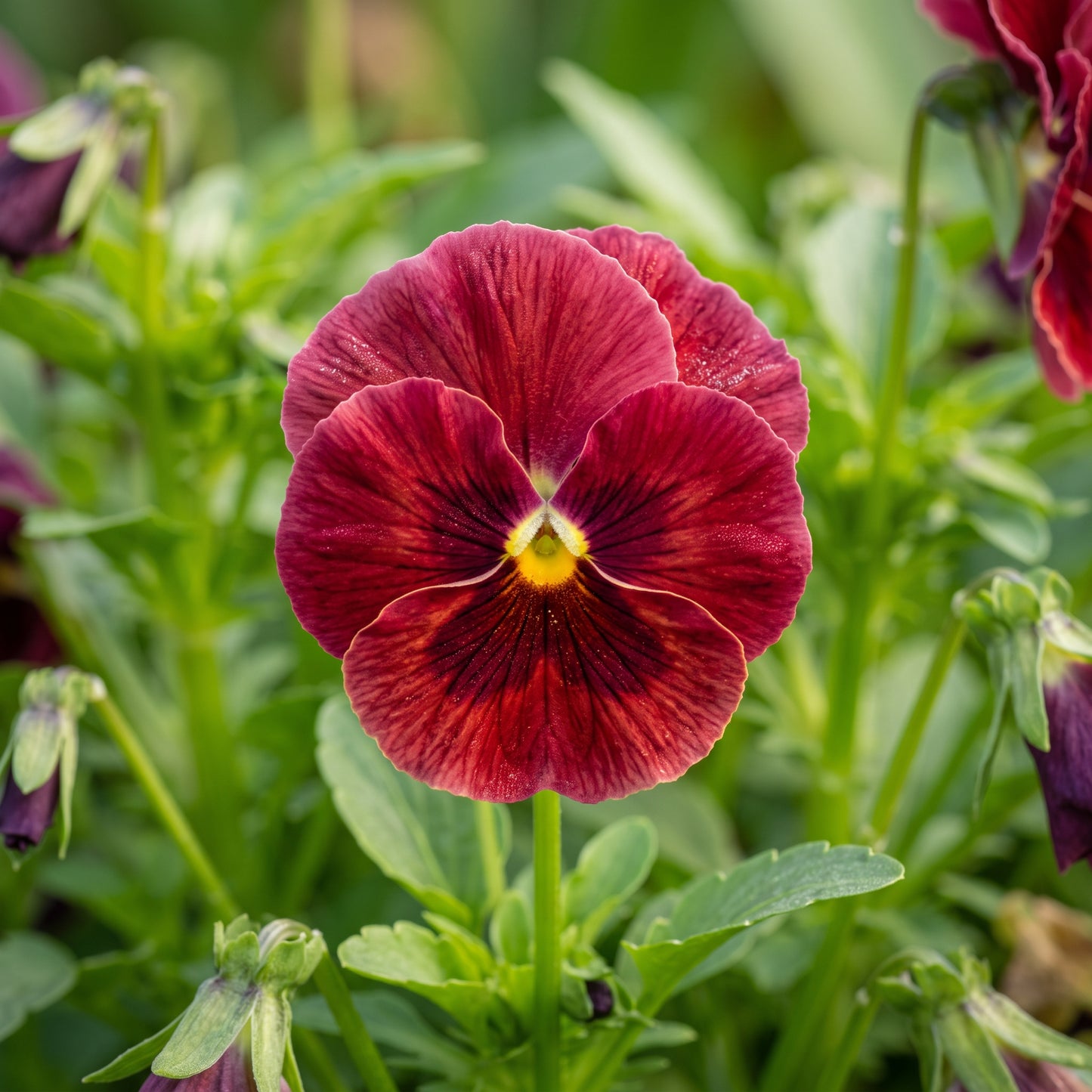 Viola Pansy Arkwright Ruby Seeds for Garden Planting