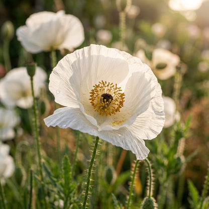Papaver Bridal Silk Seeds – Elegant Silk Poppies
