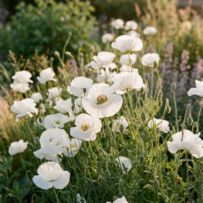 Papaver Bridal Silk Seeds – Elegant Silk Poppies