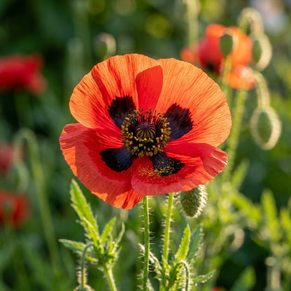 Papaver Commutatum Ladybird Seeds – Red Black Poppy Blooms