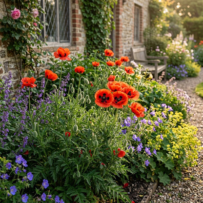 Papaver Commutatum Ladybird Seeds – Red Black Poppy Blooms